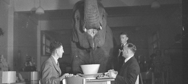Outsourcing Software Development: Riding the Elephant